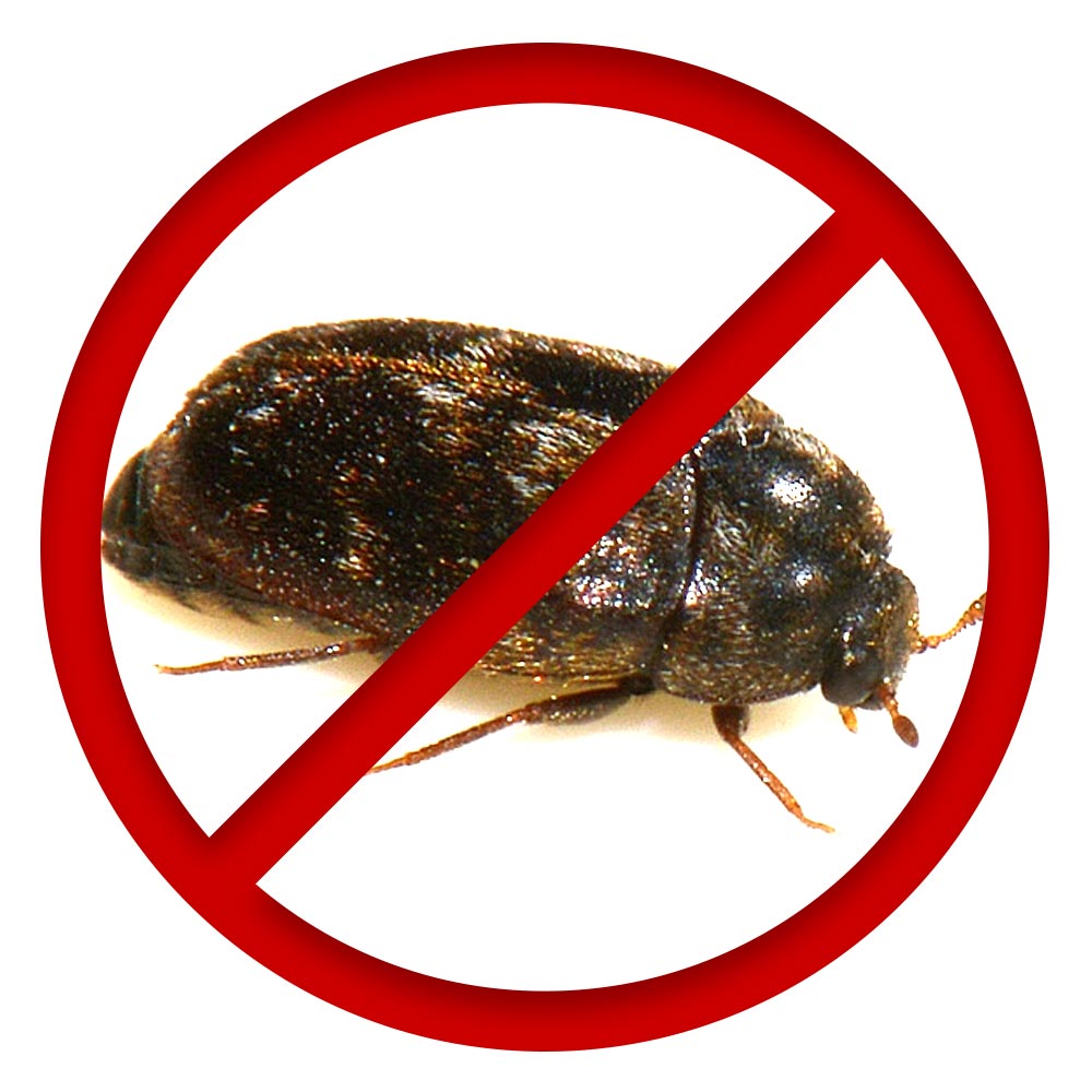 infestanti di generi alimentari