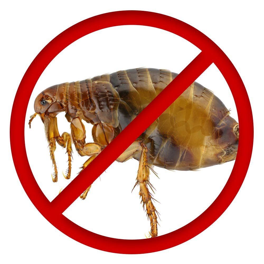 Pulci